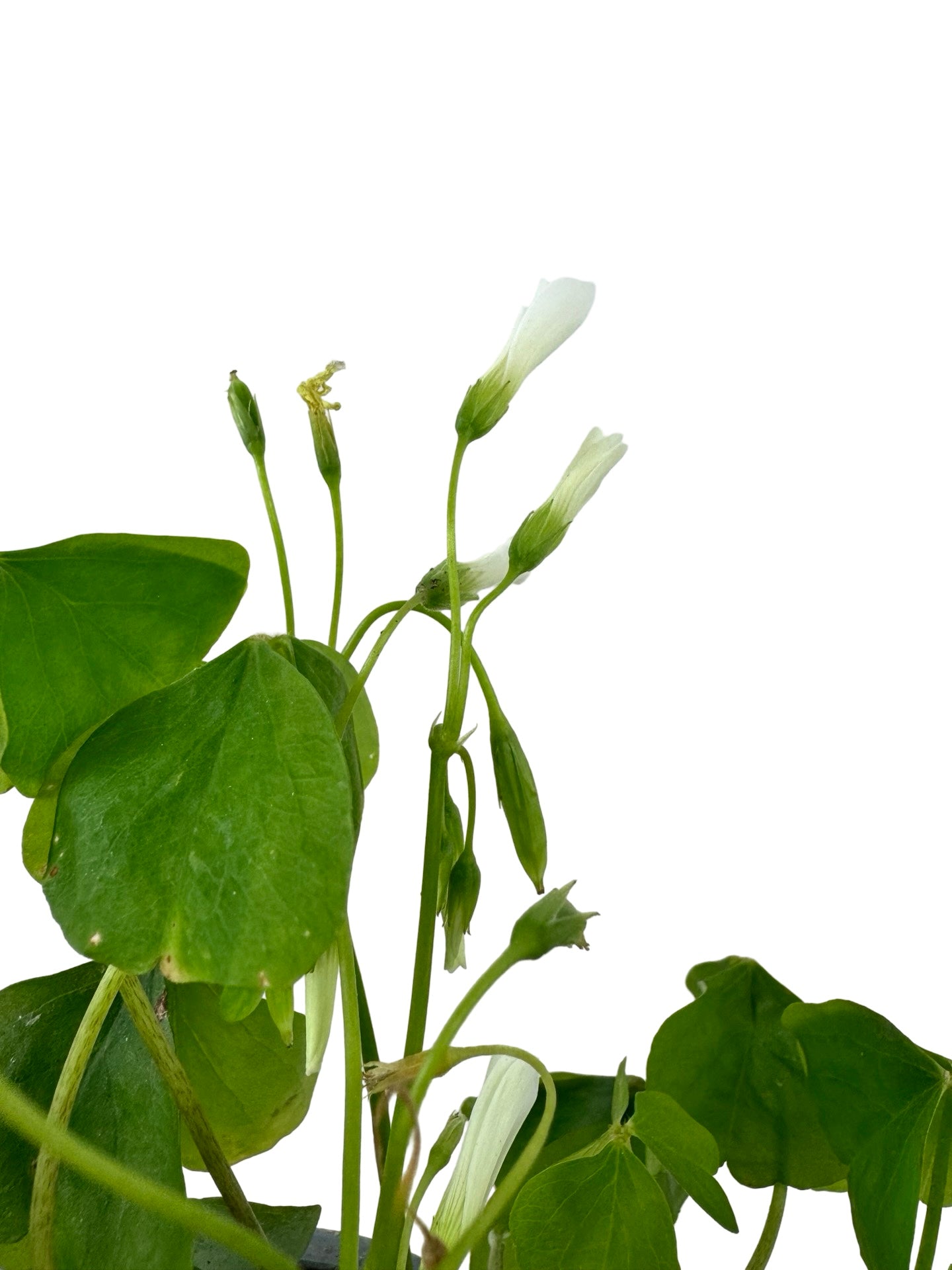 Oxalis regnellii - House Plants