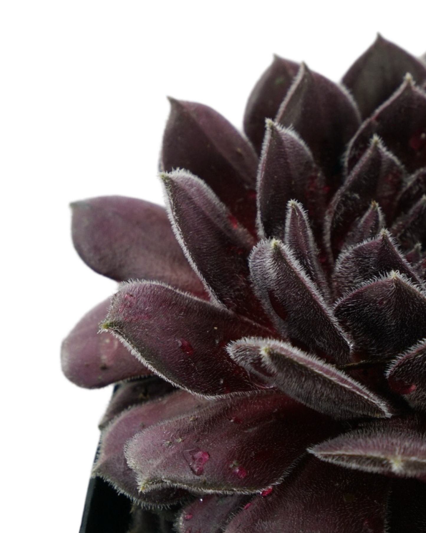Sempervivum 'Pacific Spring Frost'