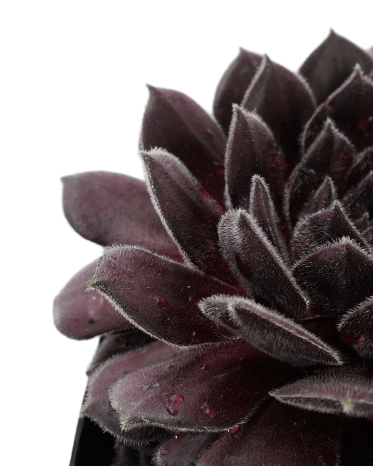 Sempervivum 'Pacific Spring Frost' - Groundcovers