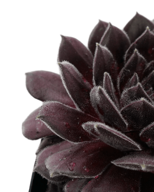 Sempervivum 'Pacific Spring Frost' - The Garden Corner