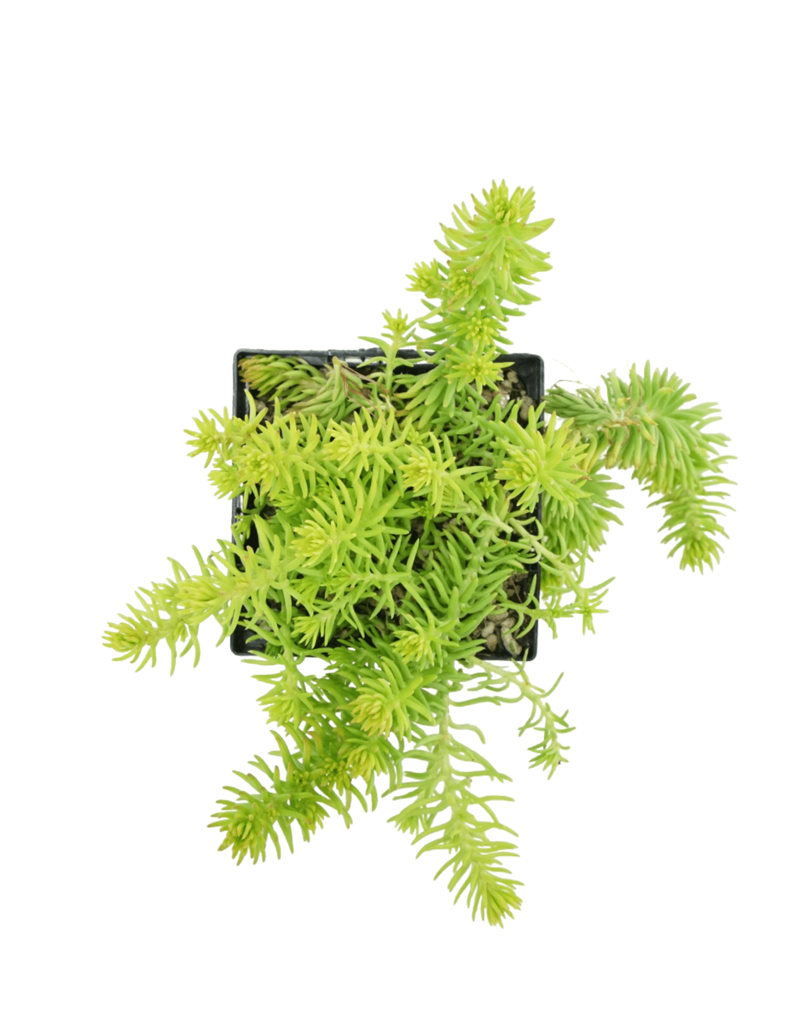 Sedum reflexum 'Angelina' - The Garden Corner