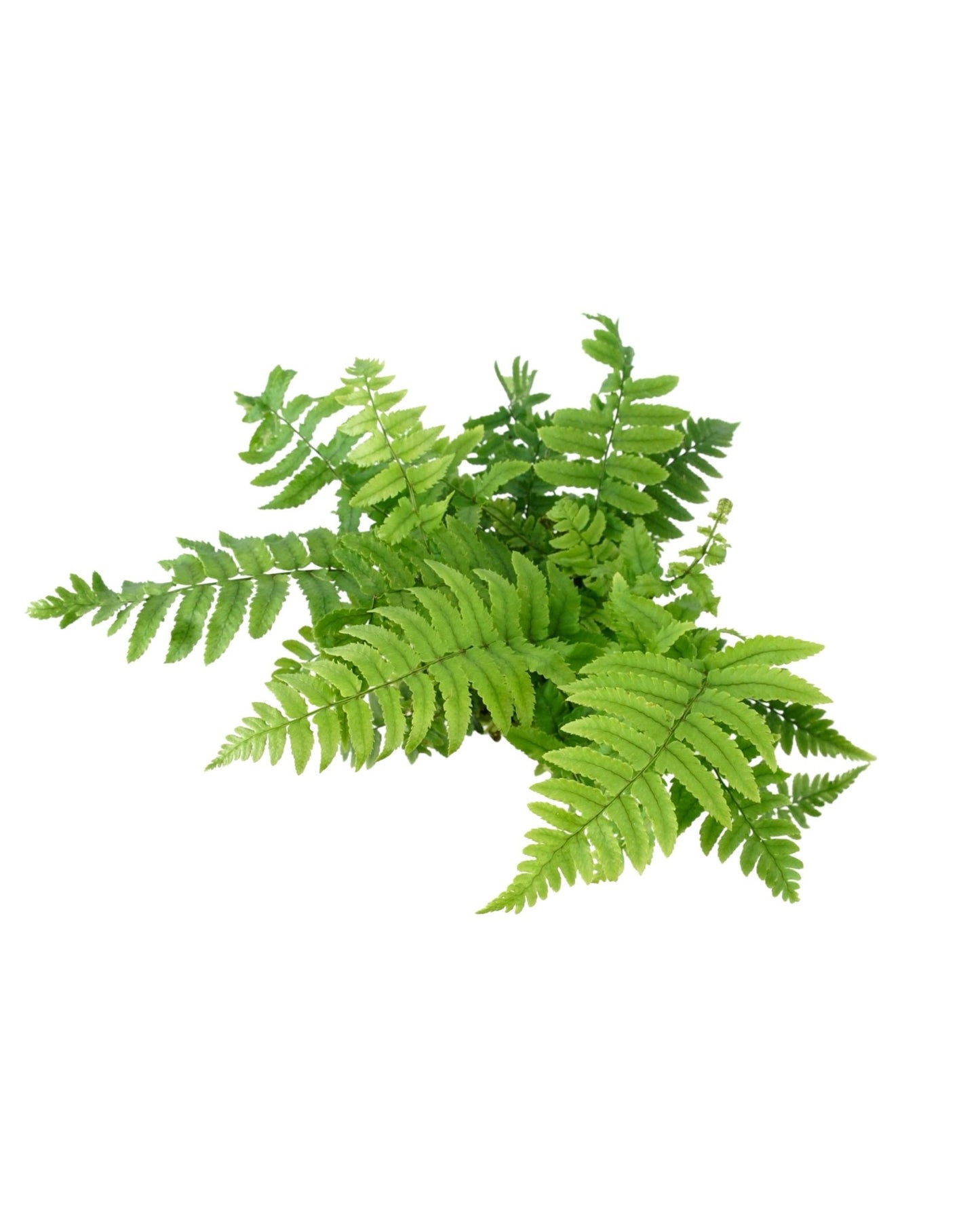 Dryopteris atrata - The Garden Corner