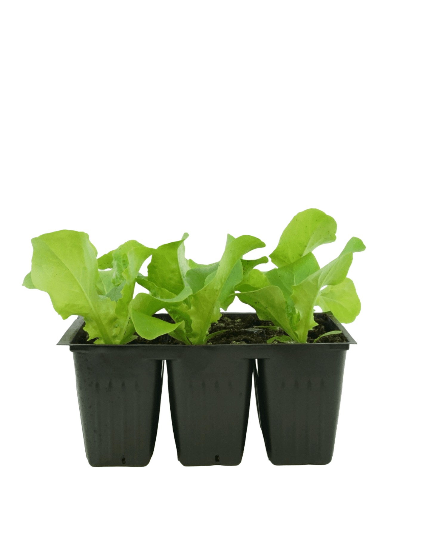 Lettuce 'Buttercrunch' - The Garden Corner