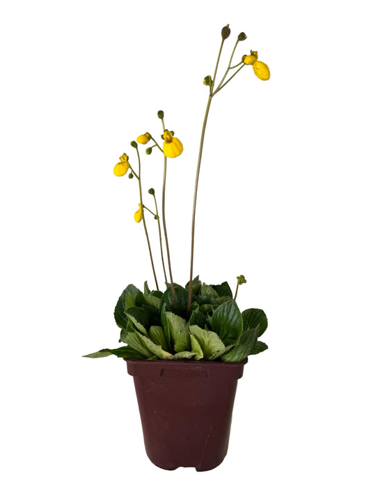 Calceolaria biflora 'Goldcap' - Perennials