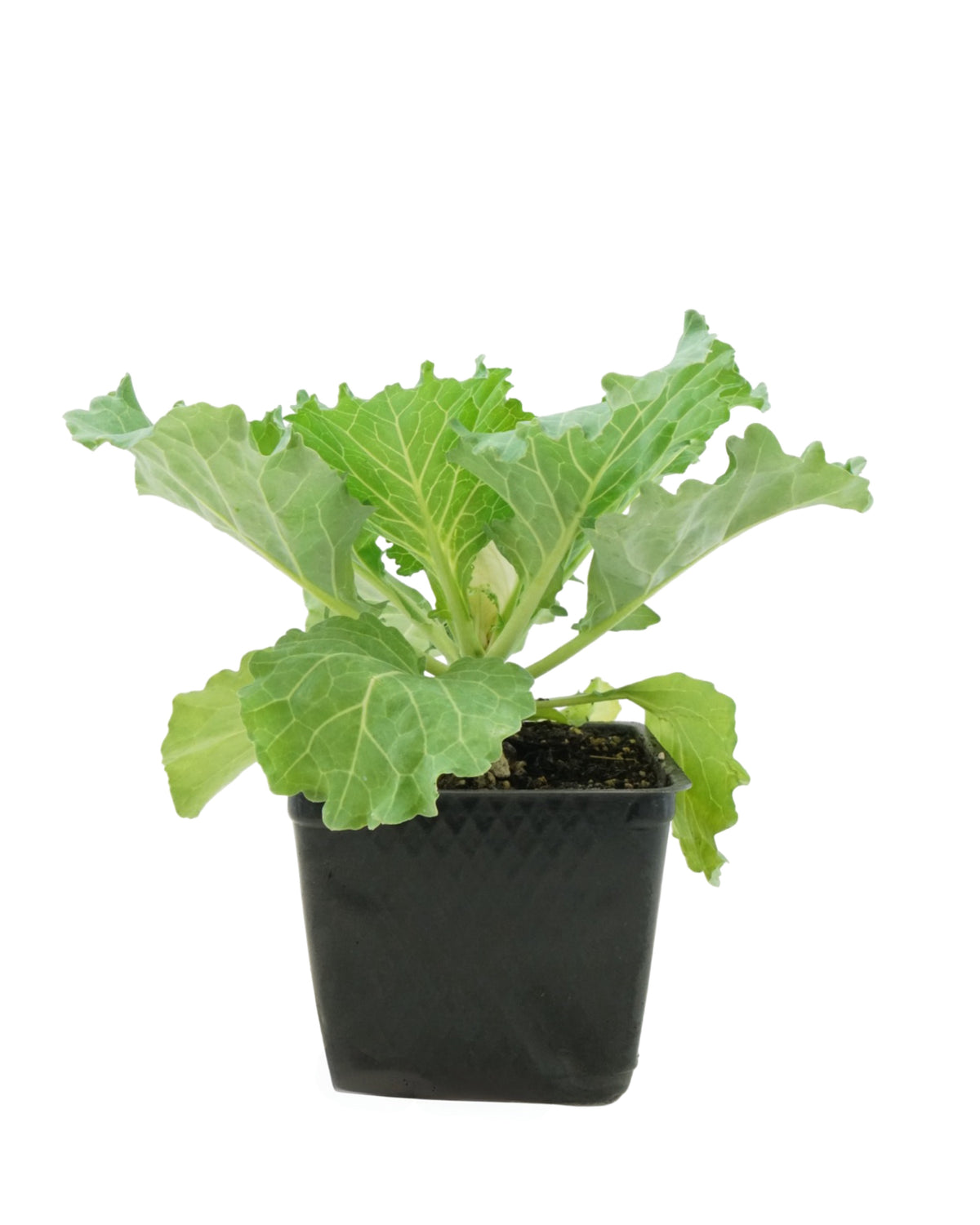 Cabbage 'Osaka IQ PInk' - Seasonal Plant