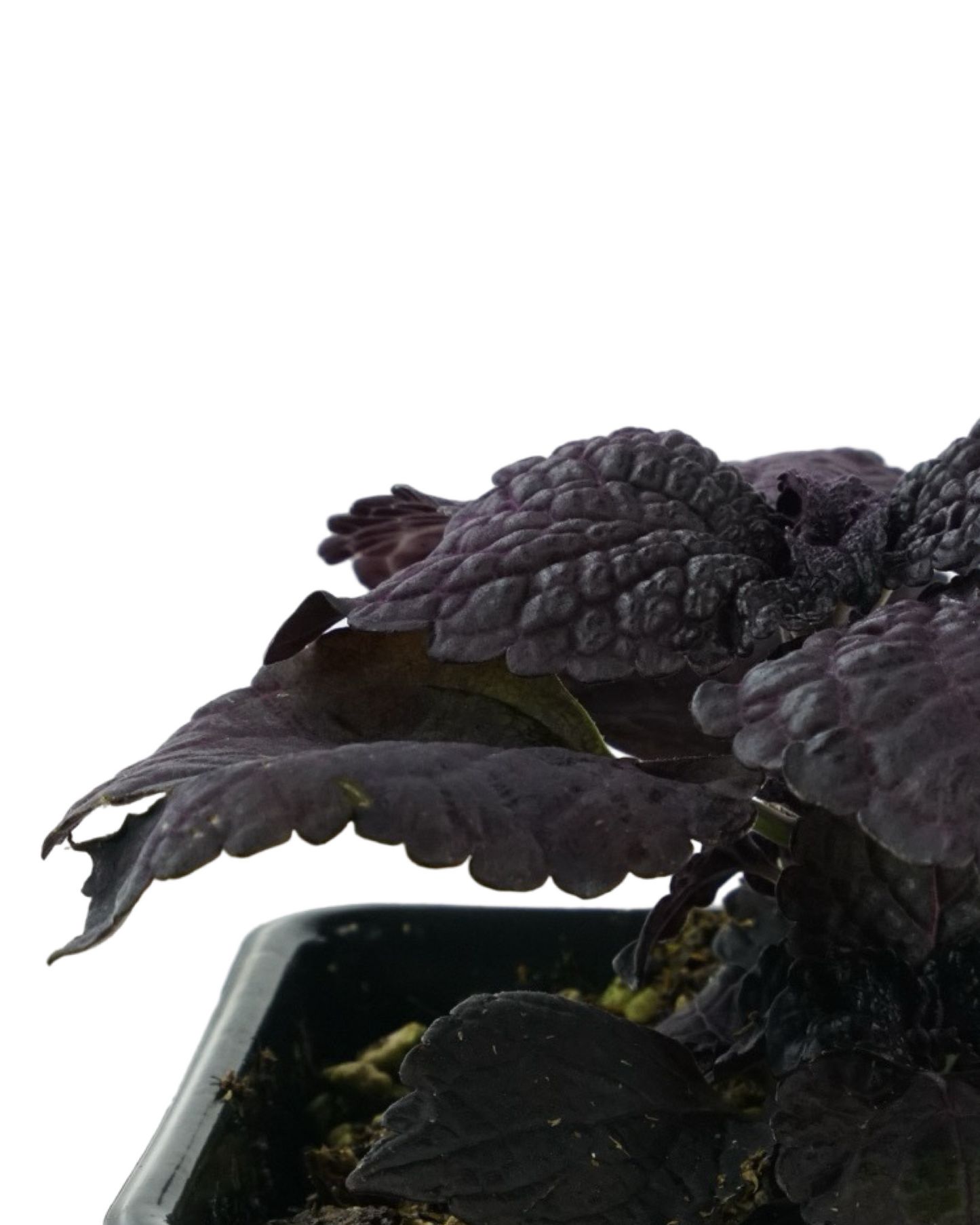 Coleus 'Dark Star'