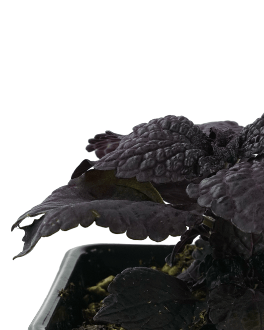 Coleus 'Dark Star' - The Garden Corner