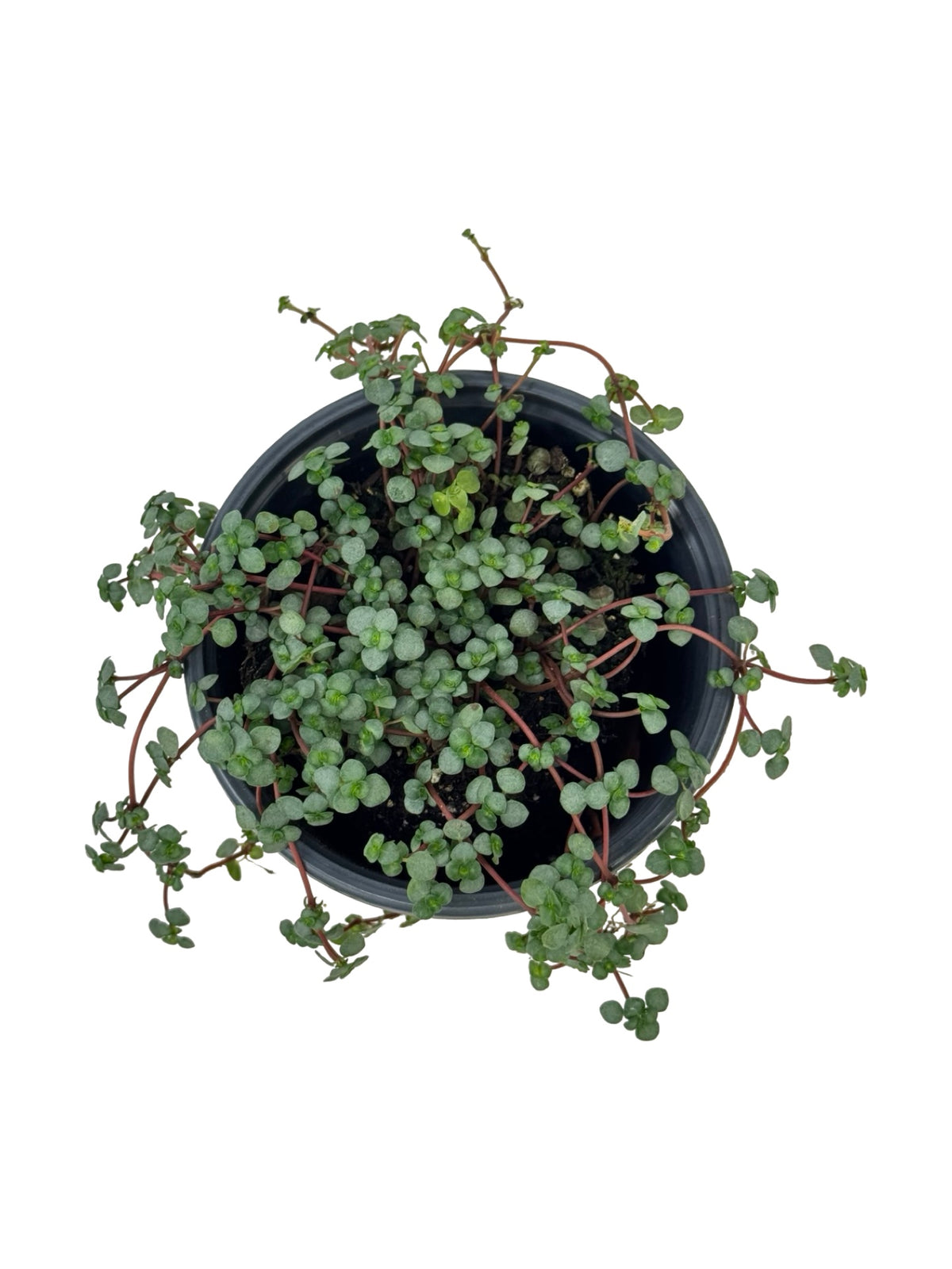 Pilea glauca 'Silver Sparkle' - House Plants