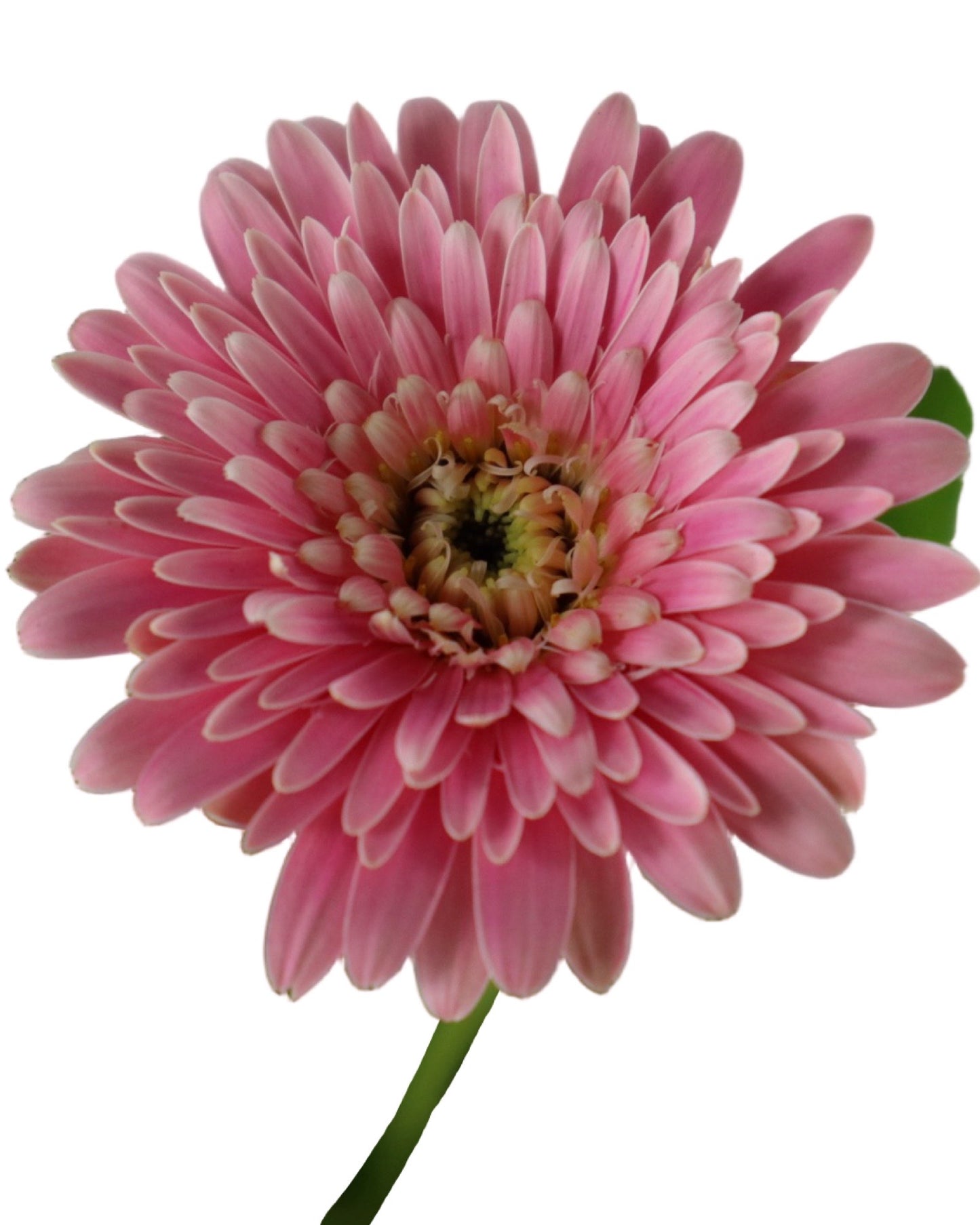 Gerbera Garvinea® Majestic Light Pink - Perennials