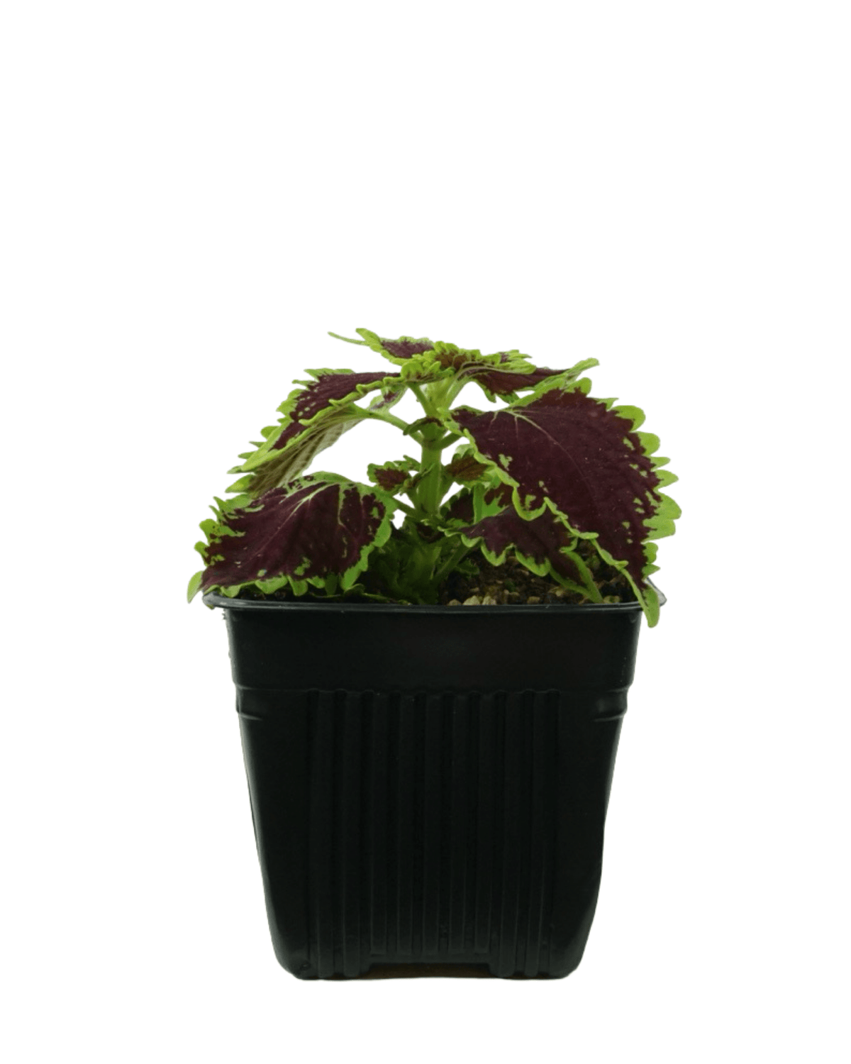 Coleus Main Street™ 'Bourbon Street' - Annuals