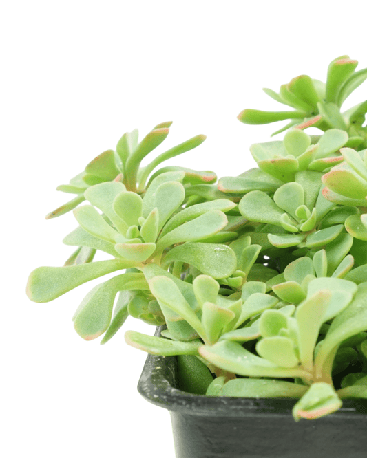 Sedum nevii 'Pink Form' - The Garden Corner