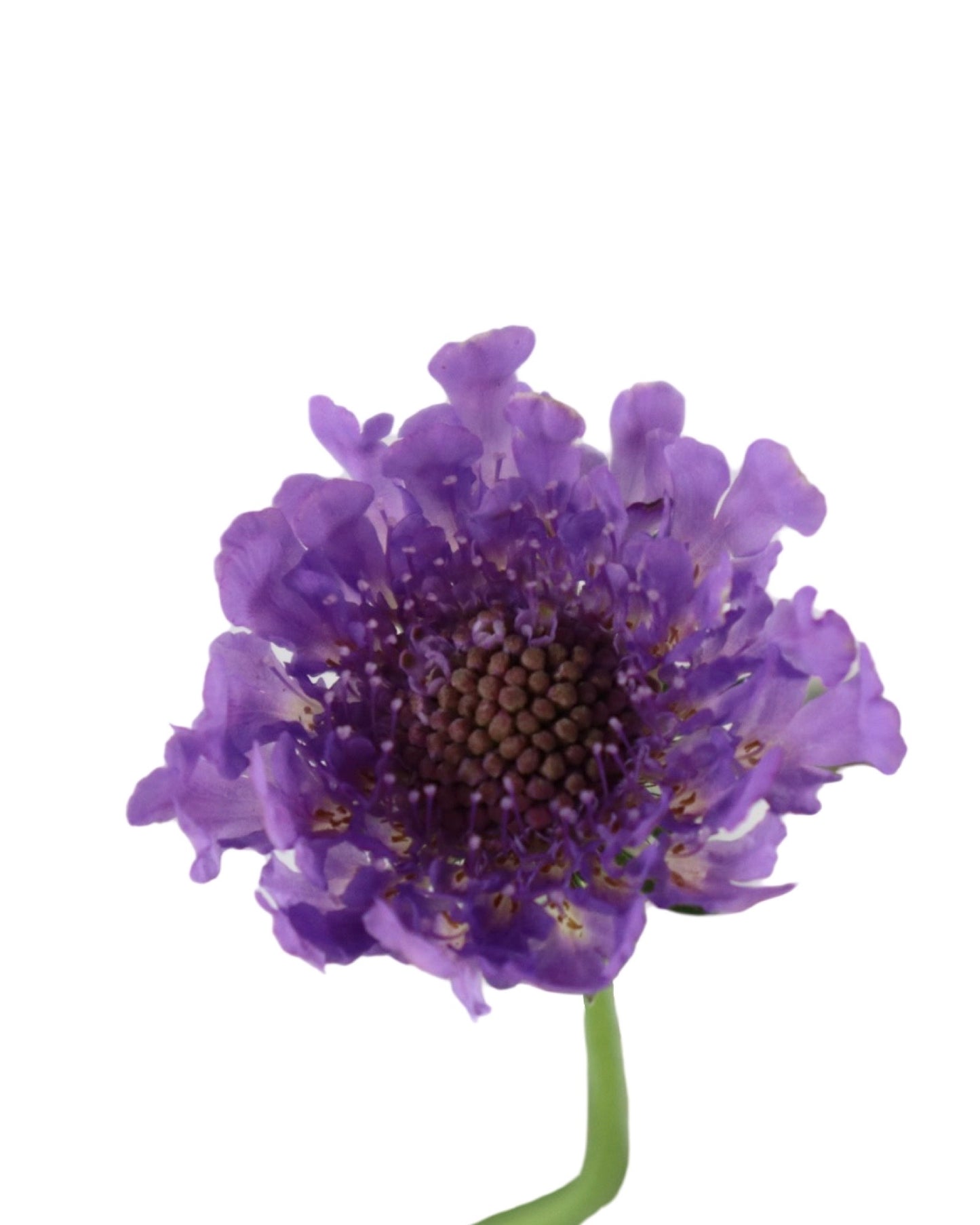 Scabiosa columbaria 'Vivid Violet' - Perennials