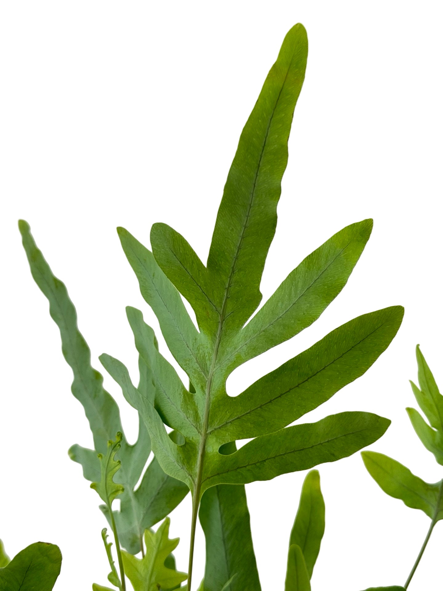 Phlebodium aureum 'Blue Star' - House Plants