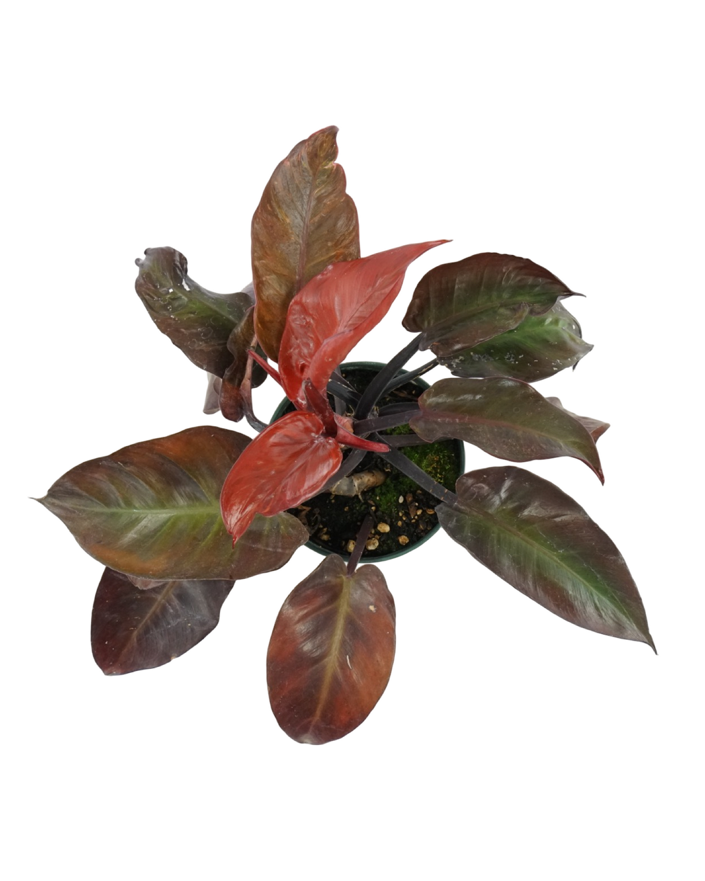 Philodendron 'McColley's Finale'
