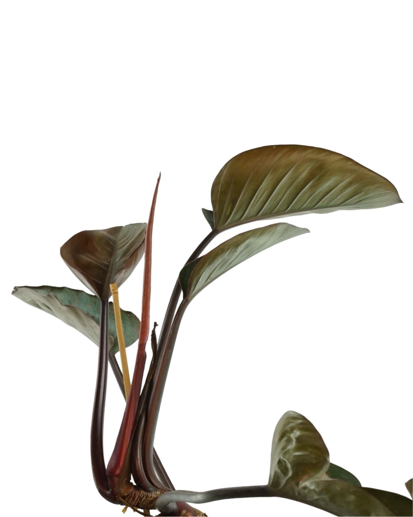 Philodendron 'Rojo Congo' - The Garden Corner
