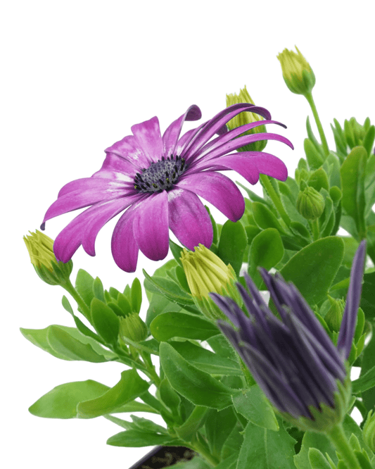 Osteospermum 'Zion Violet Feather' - The Garden Corner