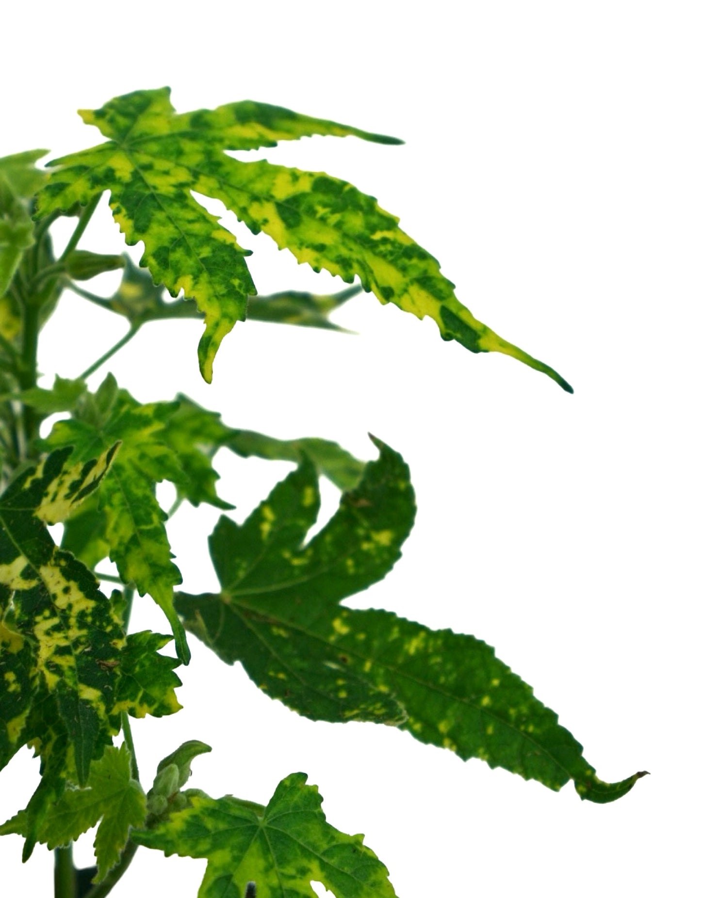 Abutilon pictum 'Thompsonii' - The Garden Corner