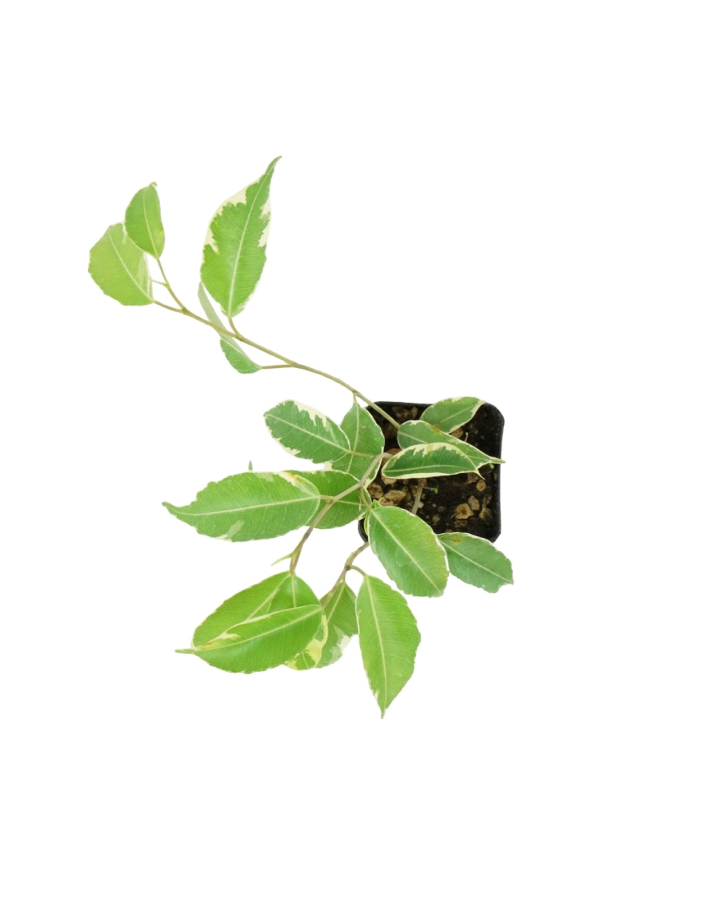 Ficus benjamina 'Variegata' - The Garden Corner