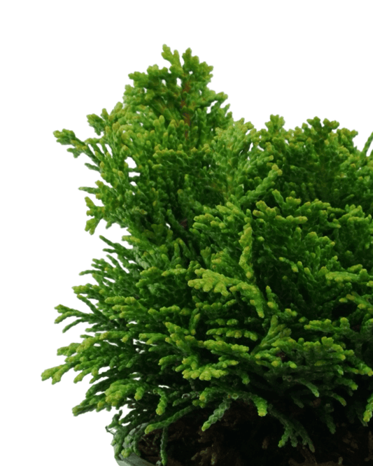 Chamaecyparis obtusa 'Nana' - The Garden Corner