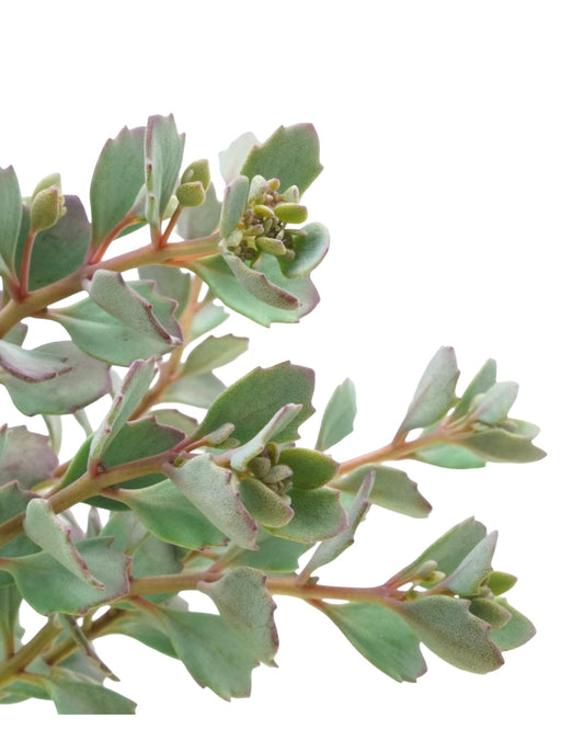 Sedum cauticola 'Coca Cola' - The Garden Corner