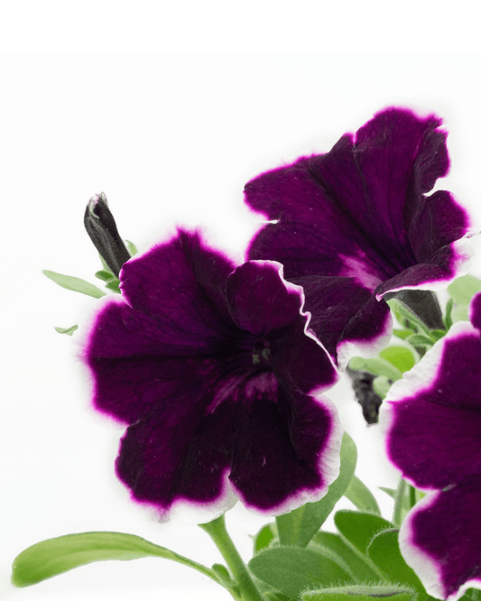 Petunia 'Painted Love™ Purple' - The Garden Corner