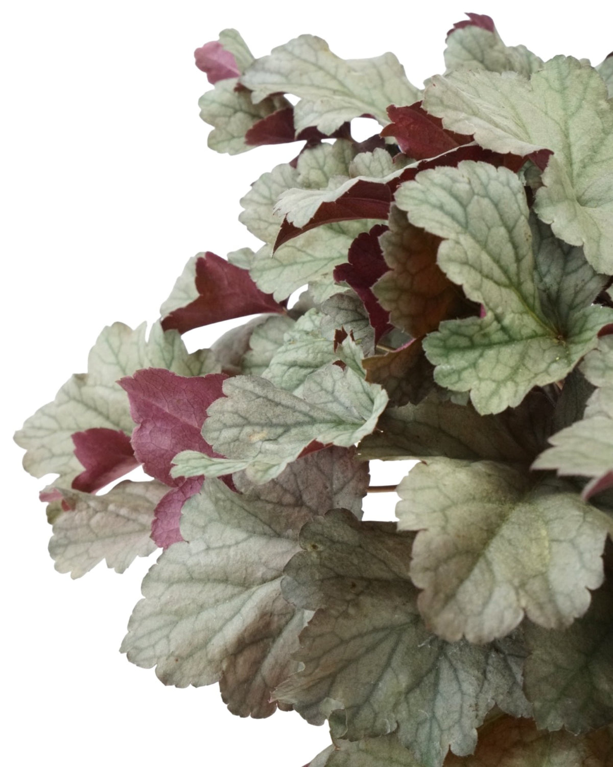 Heuchera 'Stainless Steel' - Perennials