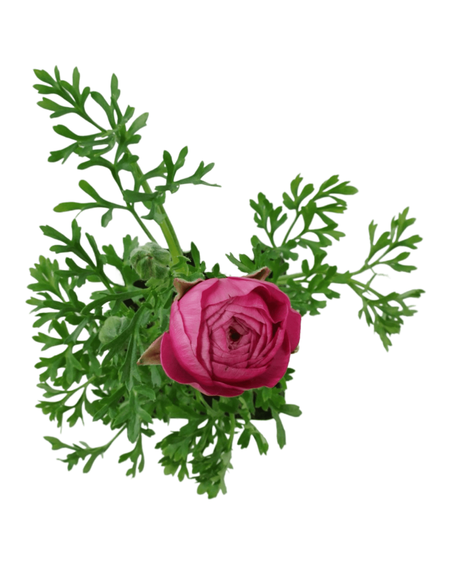 Ranunculus 'Sprinkles' - The Garden Corner