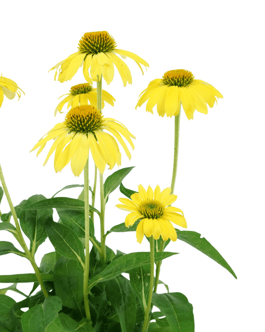 Echinacea 'Sombrero Lemon Yellow' - The Garden Corner