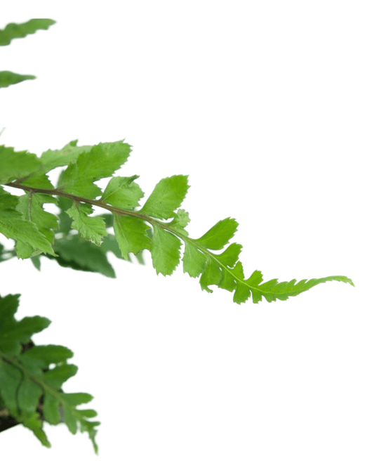 Doodia media - The Garden Corner