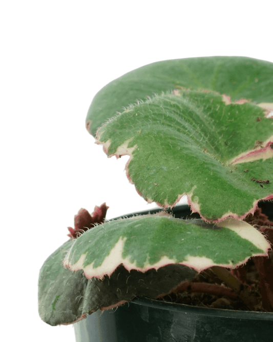 Saxifraga stolonifera 'Tricolor' - The Garden Corner