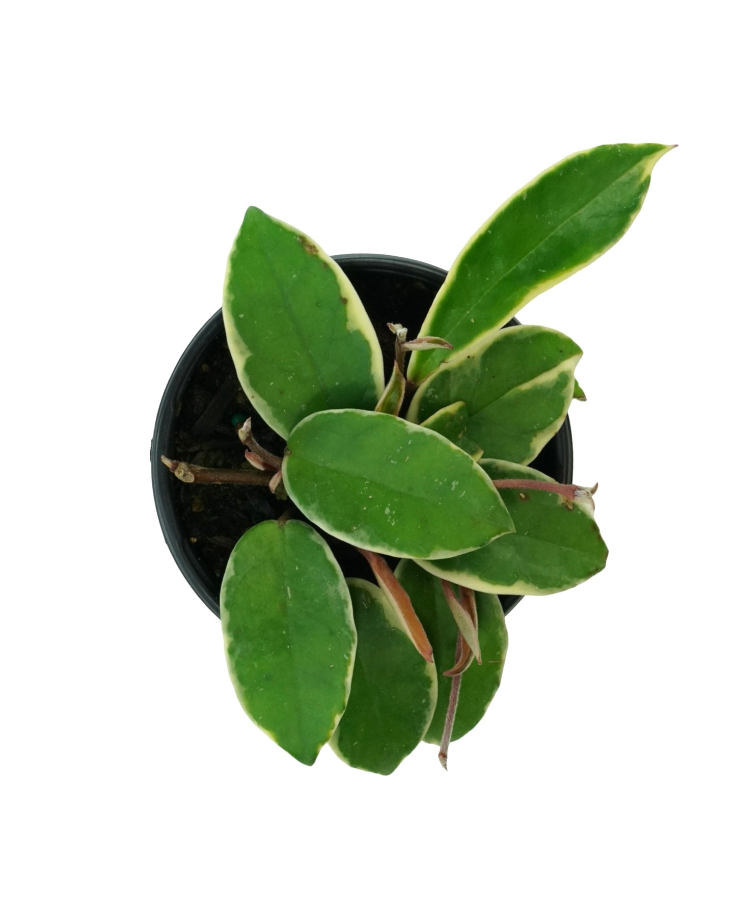 Hoya carnosa 'Krimson Queen'