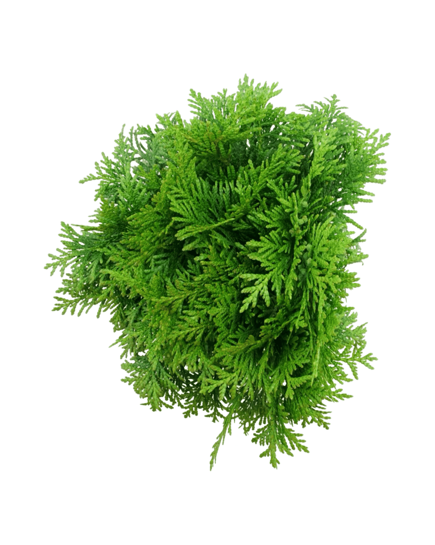 Thuja plicata 'Gruene Kugel' - The Garden Corner