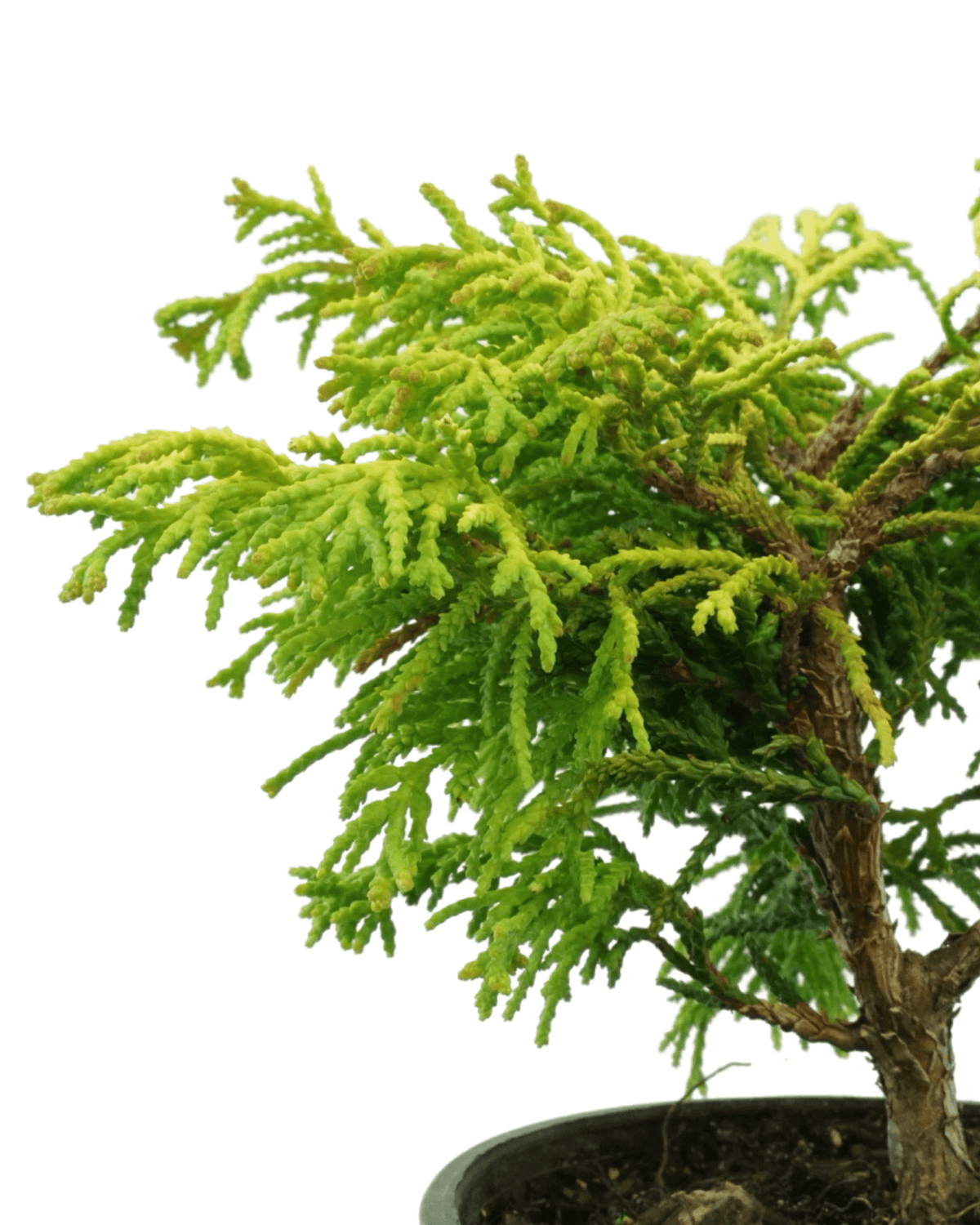 Chamaecyparis obtusa Sunny Swirl® - Shrubs