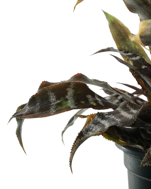 Cryptanthus zonatus 'Zebrinus' Quart - The Garden Corner