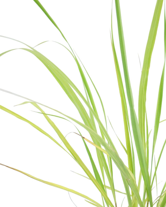Cymbopogon citratus (Lemongrass) - The Garden Corner