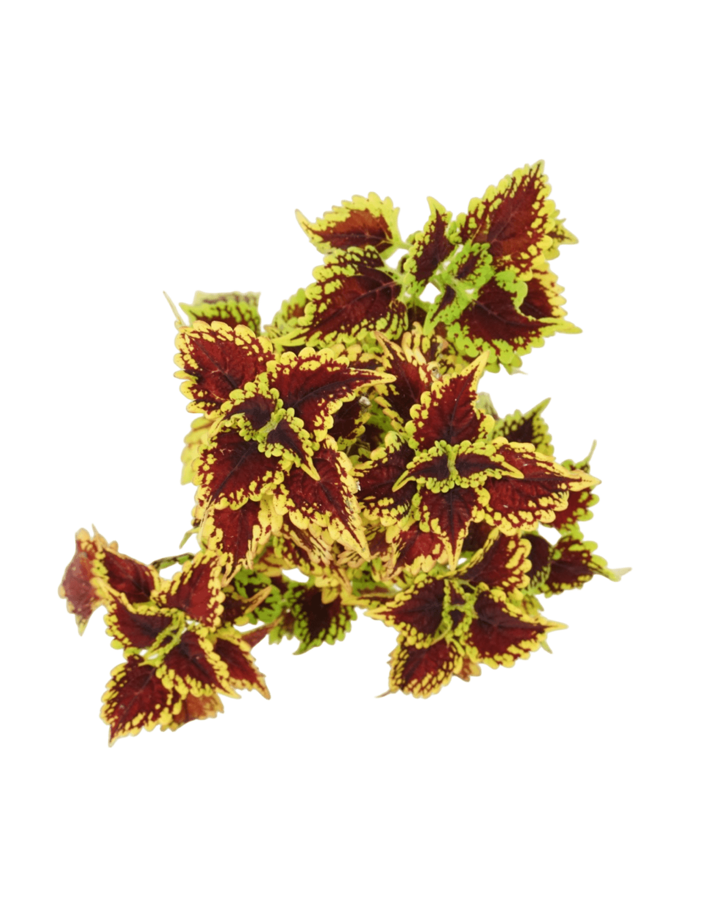 Coleus 'Oxford Street' 4 Inch - The Garden Corner