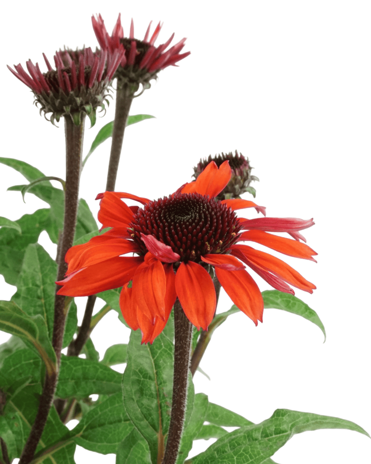 Echinacea 'Panama Red' - Perennials