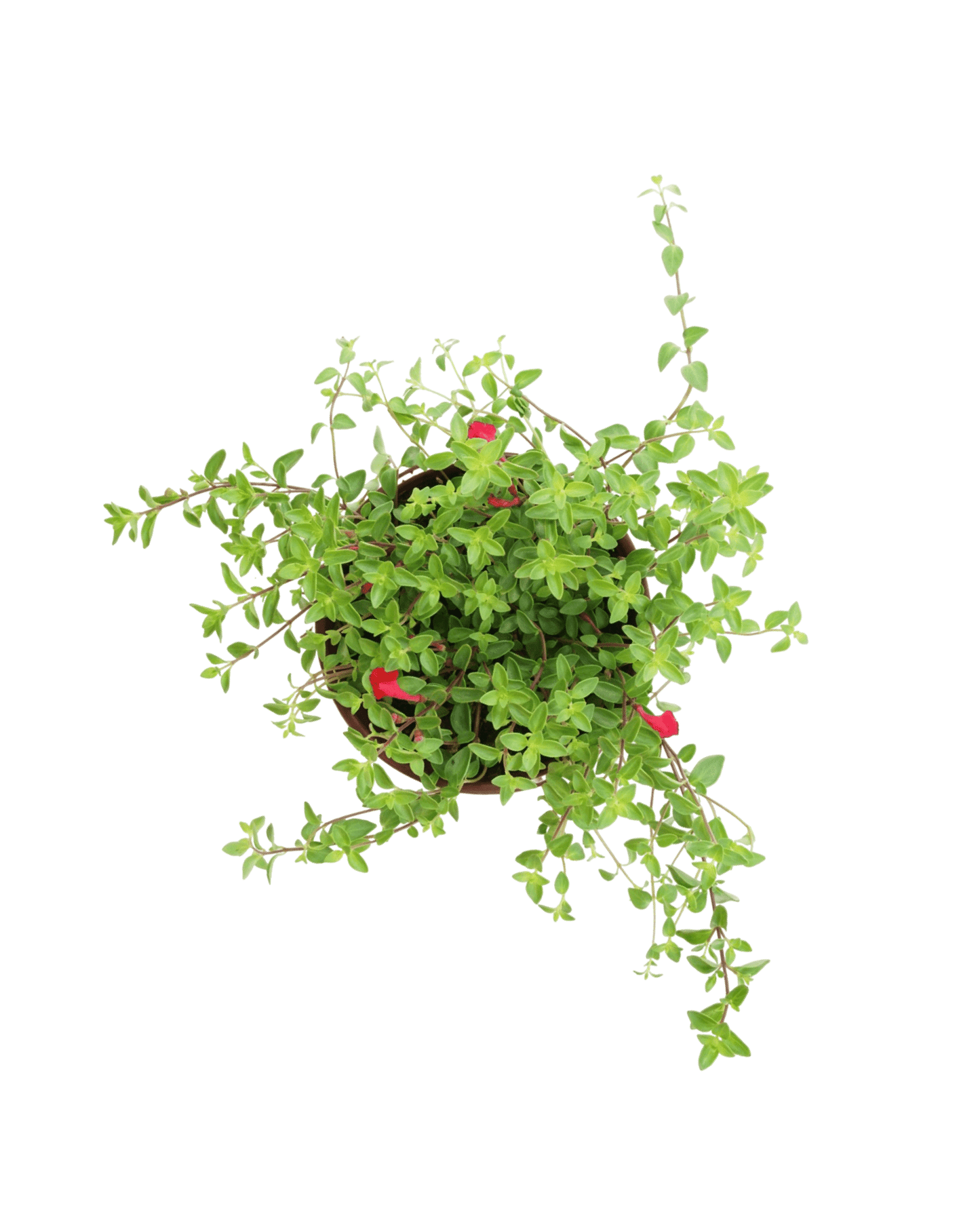 Scutellaria x 'Greg Starr' - The Garden Corner