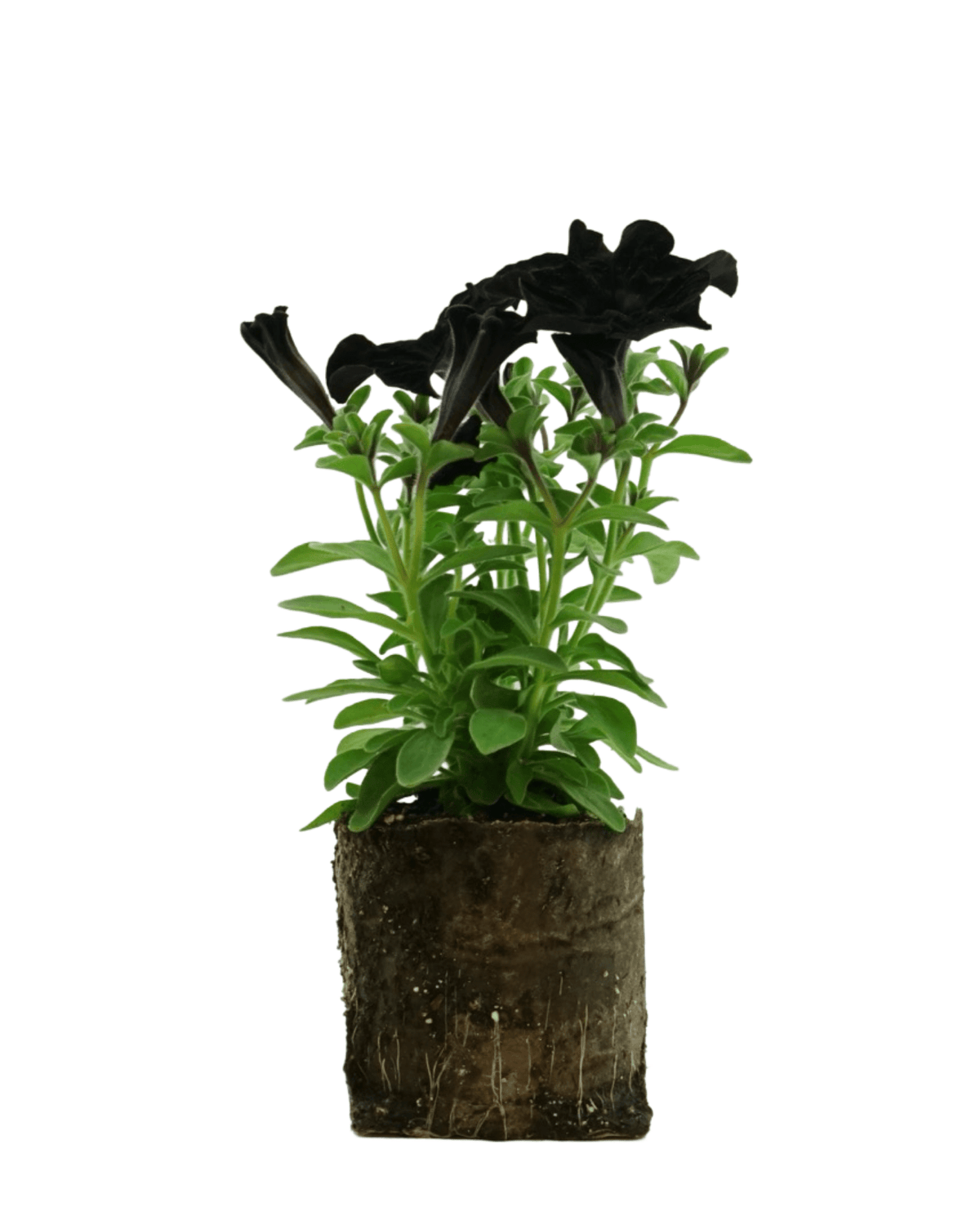 Petunia 'Crazytunia Black Mamba' - Annuals