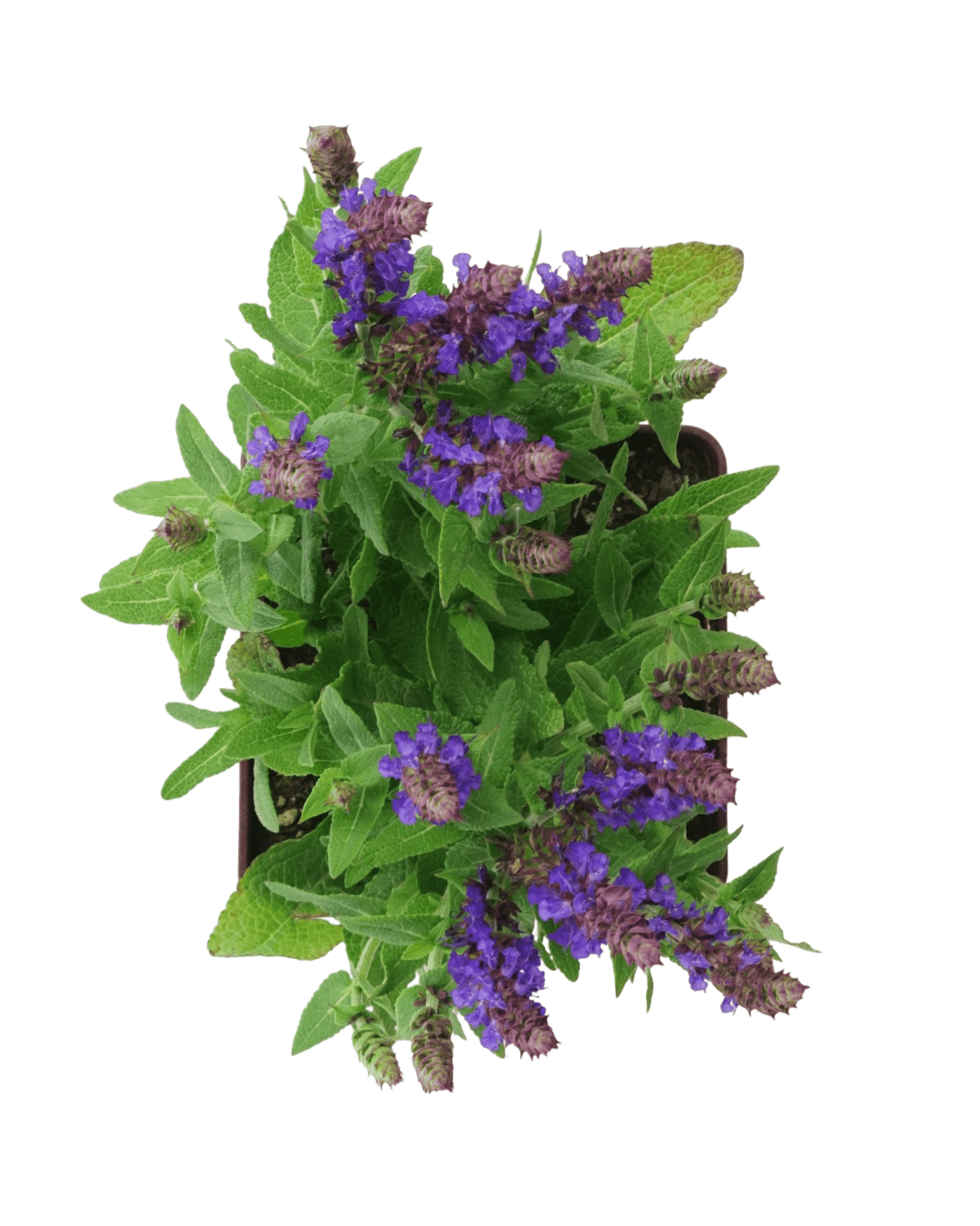 Salvia sylvestris 'Little Night' - The Garden Corner