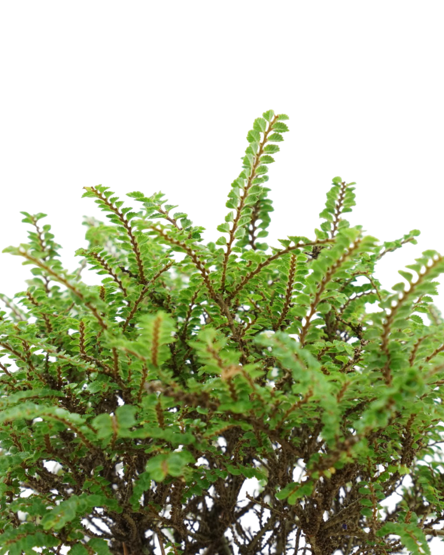 Ulmus parvifolia 'Hokkaido' 8 Inch Ceramic