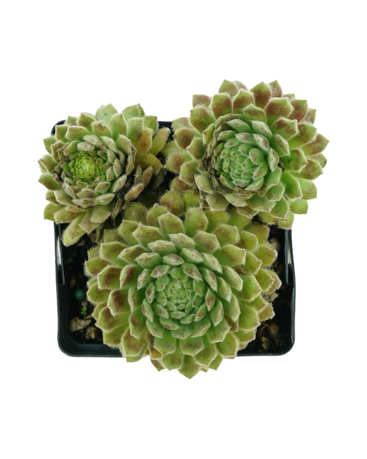 Sempervivum 'Chick Charm Sugar Shimmer'