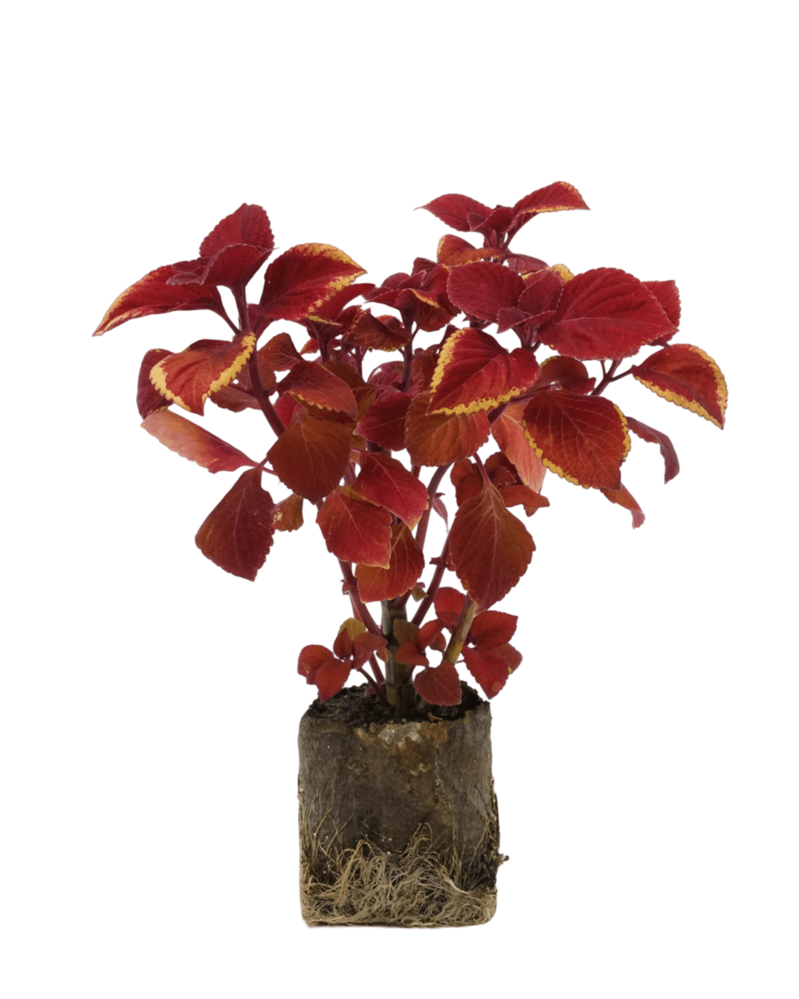 is coleus indoor plant Coleus 'Campfire' – The Garden Corner