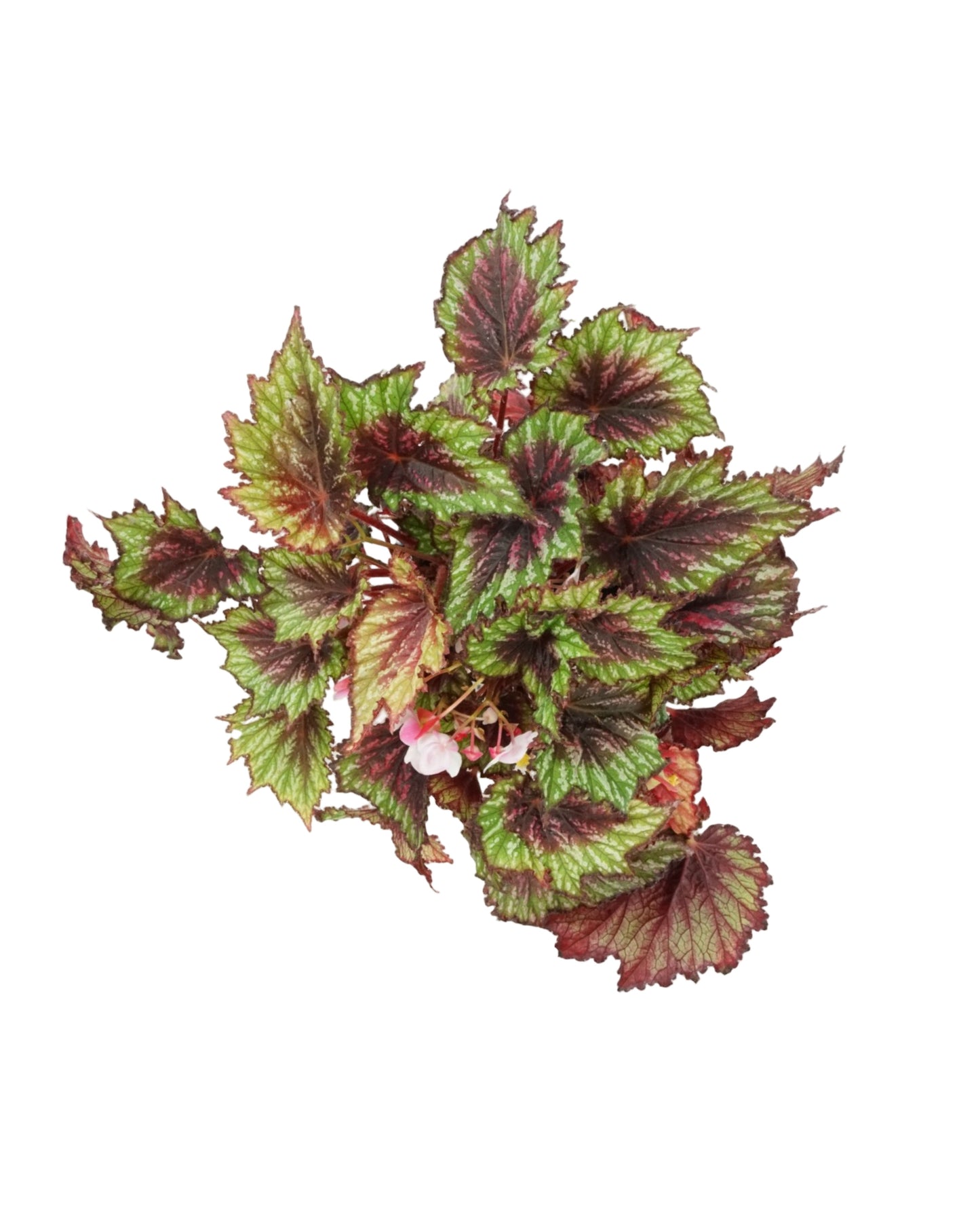 Begonia 'T-Rex Painter's Palette'