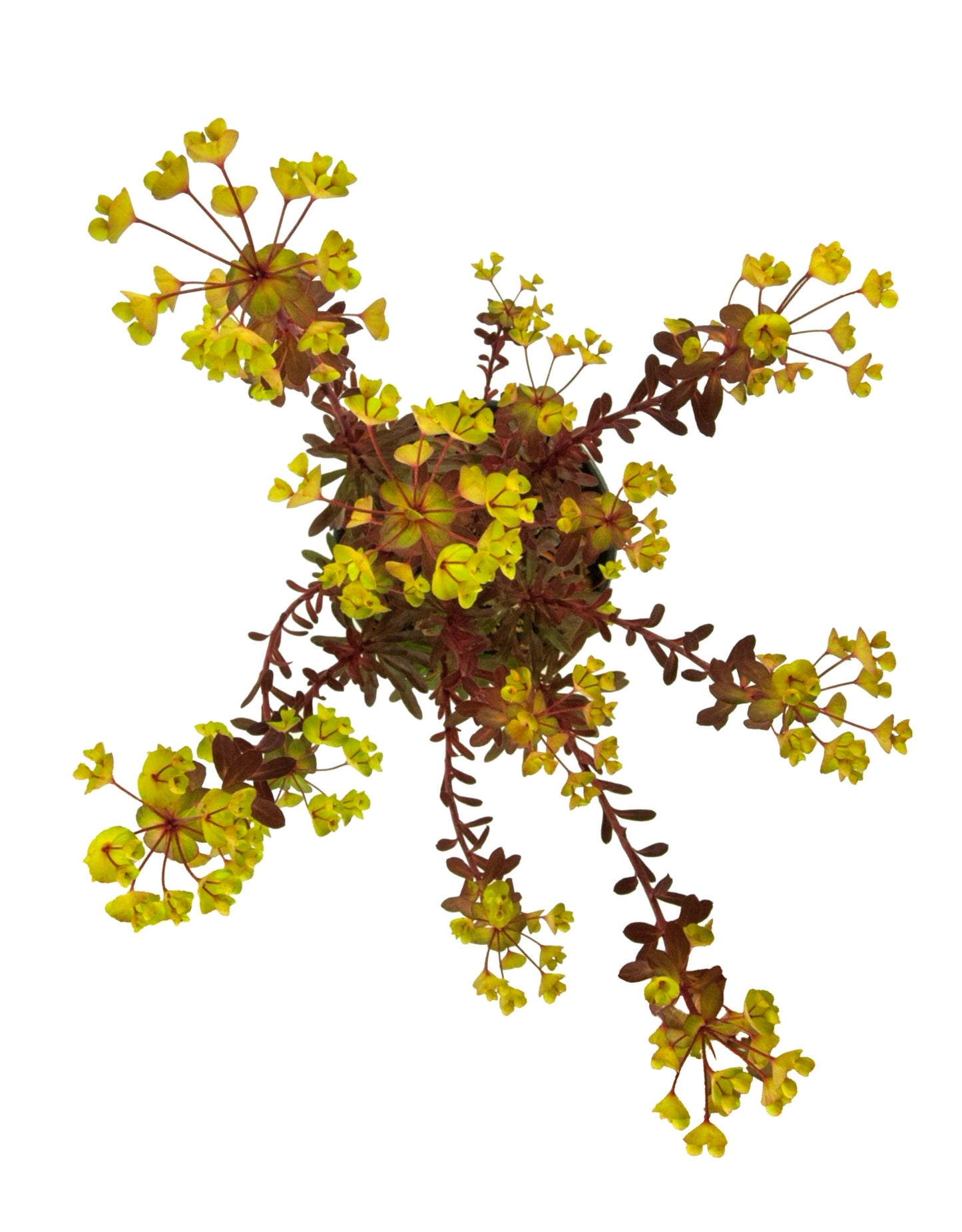 Euphorbia 'Miner's Merlot' - The Garden Corner
