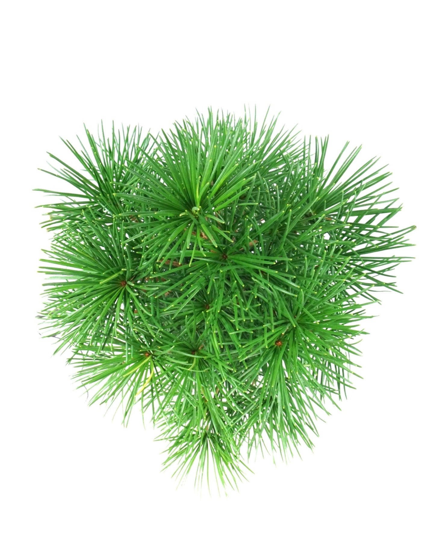 Sciadopitys verticillata 'Winter Green' - The Garden Corner