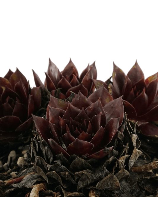 Sempervivum 'Hopewell' 4 Inch - The Garden Corner