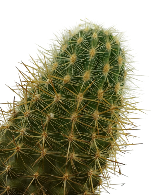 Cactus Assorted 4 Inch - Tropical Plants