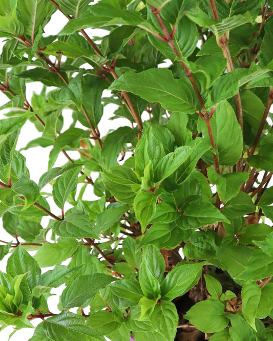 Hydrangea paniculata 'Spring Sizzle™' - Shrubs
