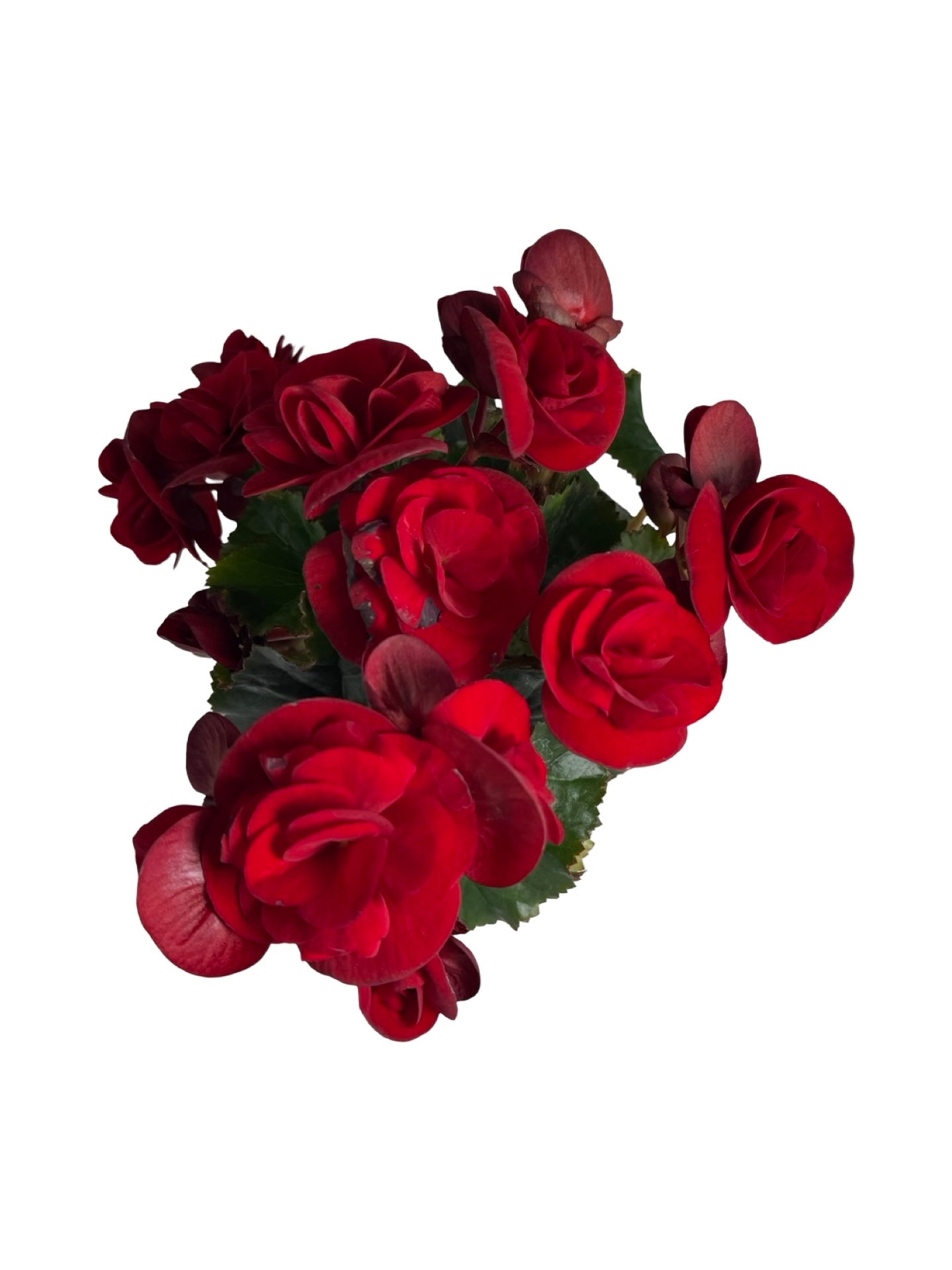 Solar Begonia Red - Annuals